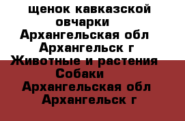 щенок кавказской овчарки  - Архангельская обл., Архангельск г. Животные и растения » Собаки   . Архангельская обл.,Архангельск г.